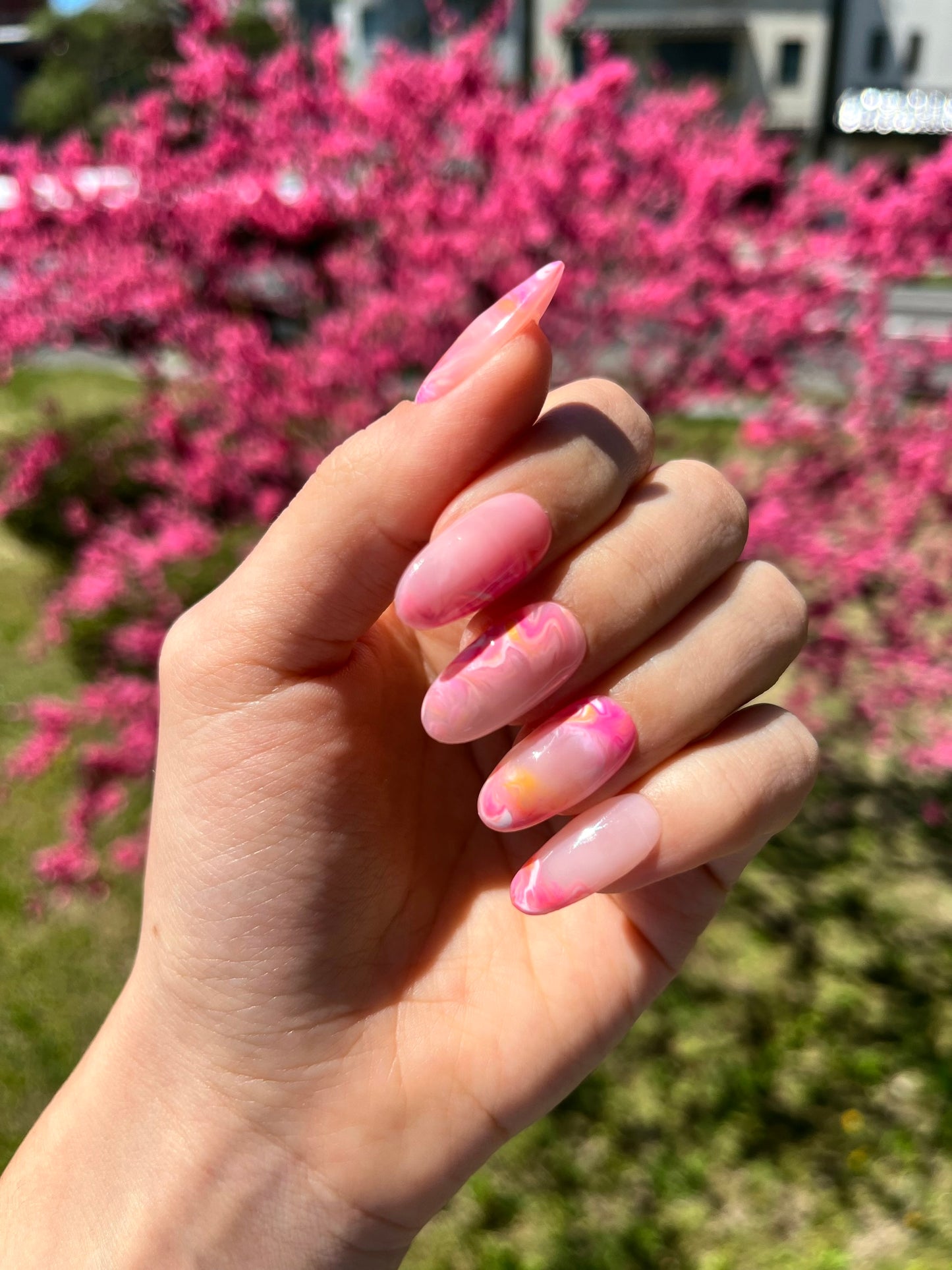 Cherry Blossom