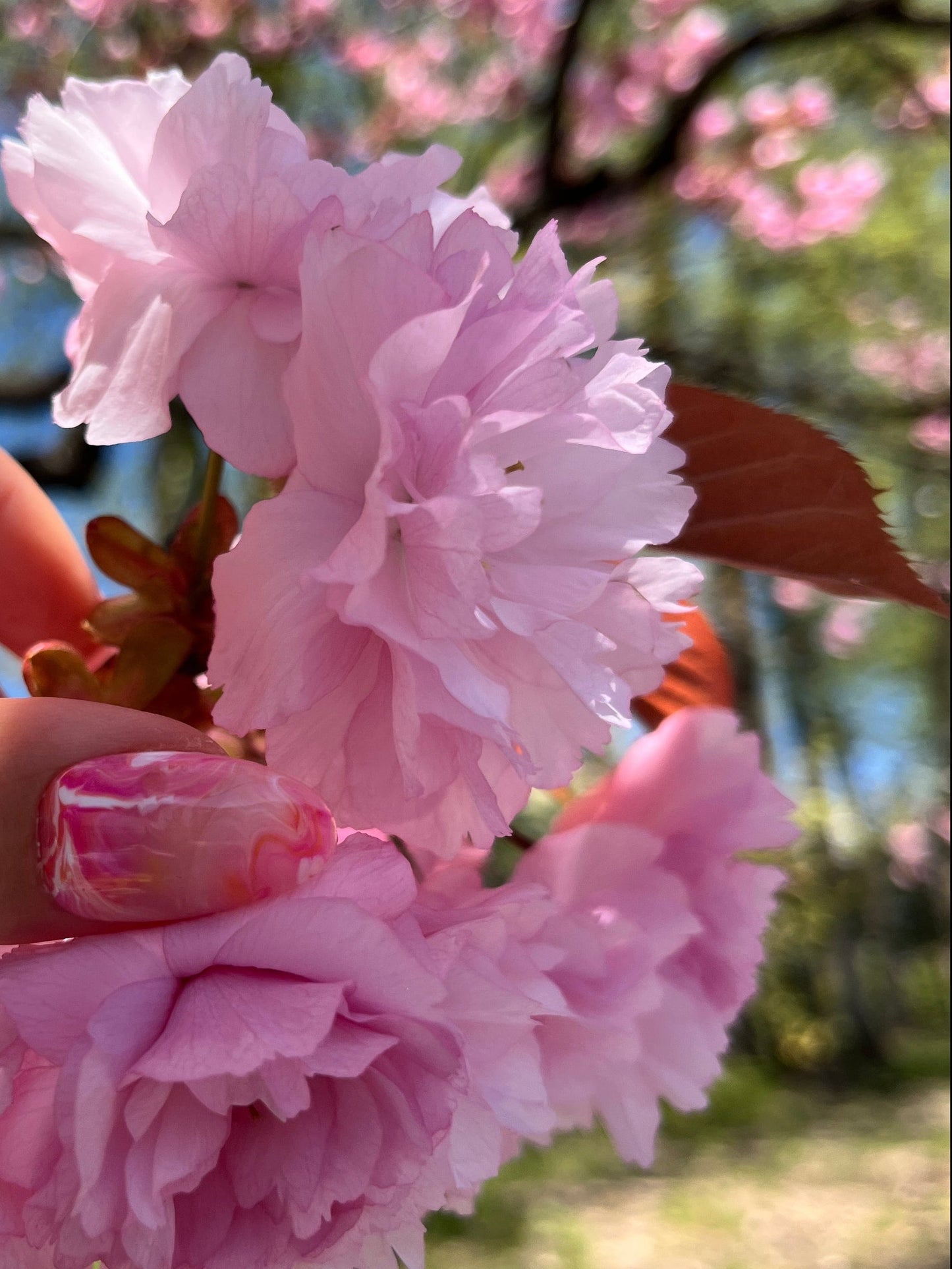 Cherry Blossom